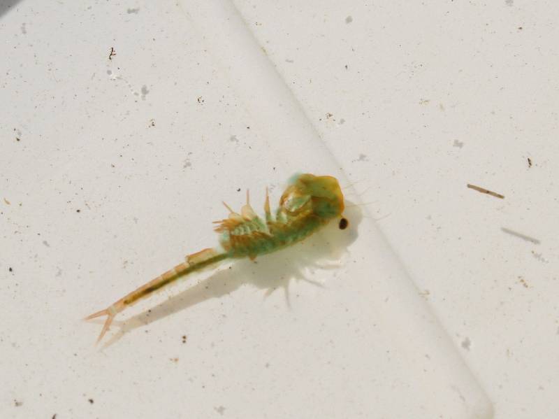 07 Anostraca zabronozka Siphonophanes grubii IMG_0583 